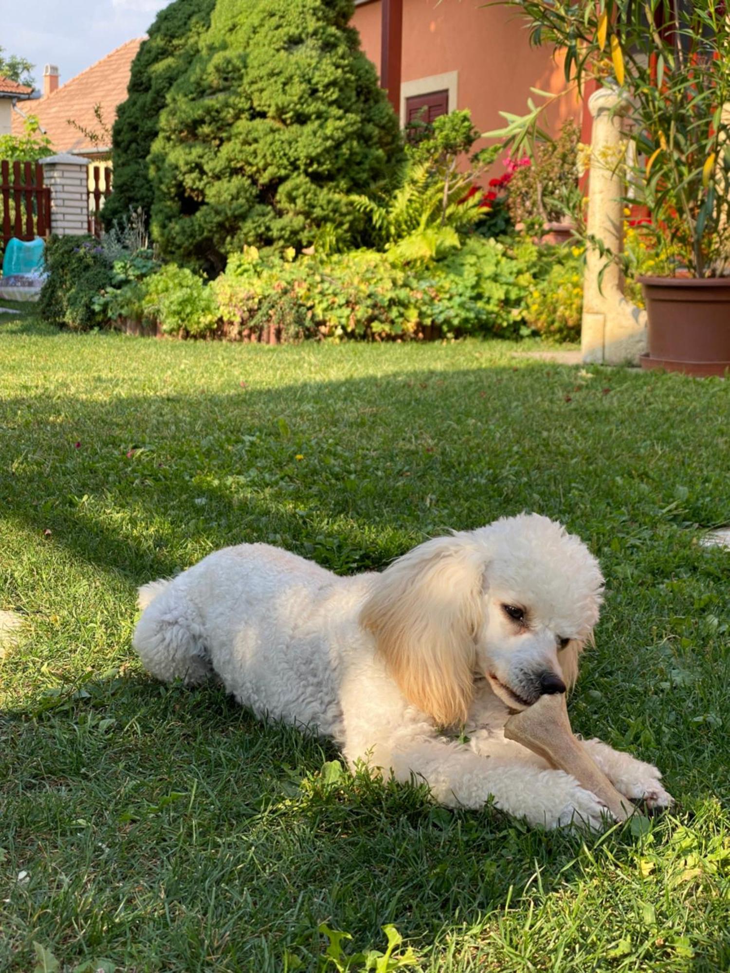 Apartman Dora Hajdúszoboszló Dış mekan fotoğraf